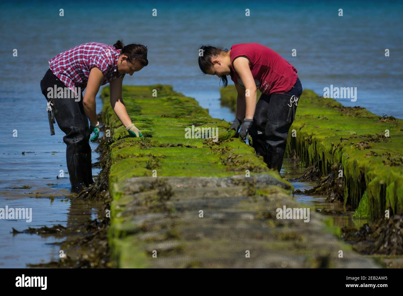 Oysters farmed in the Royal Bay of Grouville, Jersey, Channel Islands Stock Photo