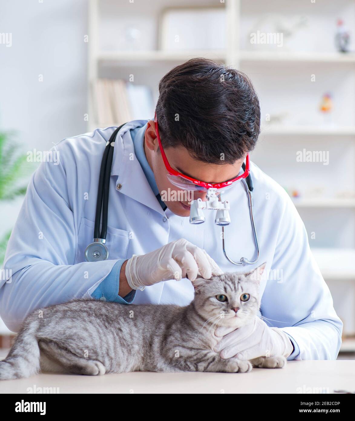 The vet examining sick cat in hospital Stock Photo - Alamy