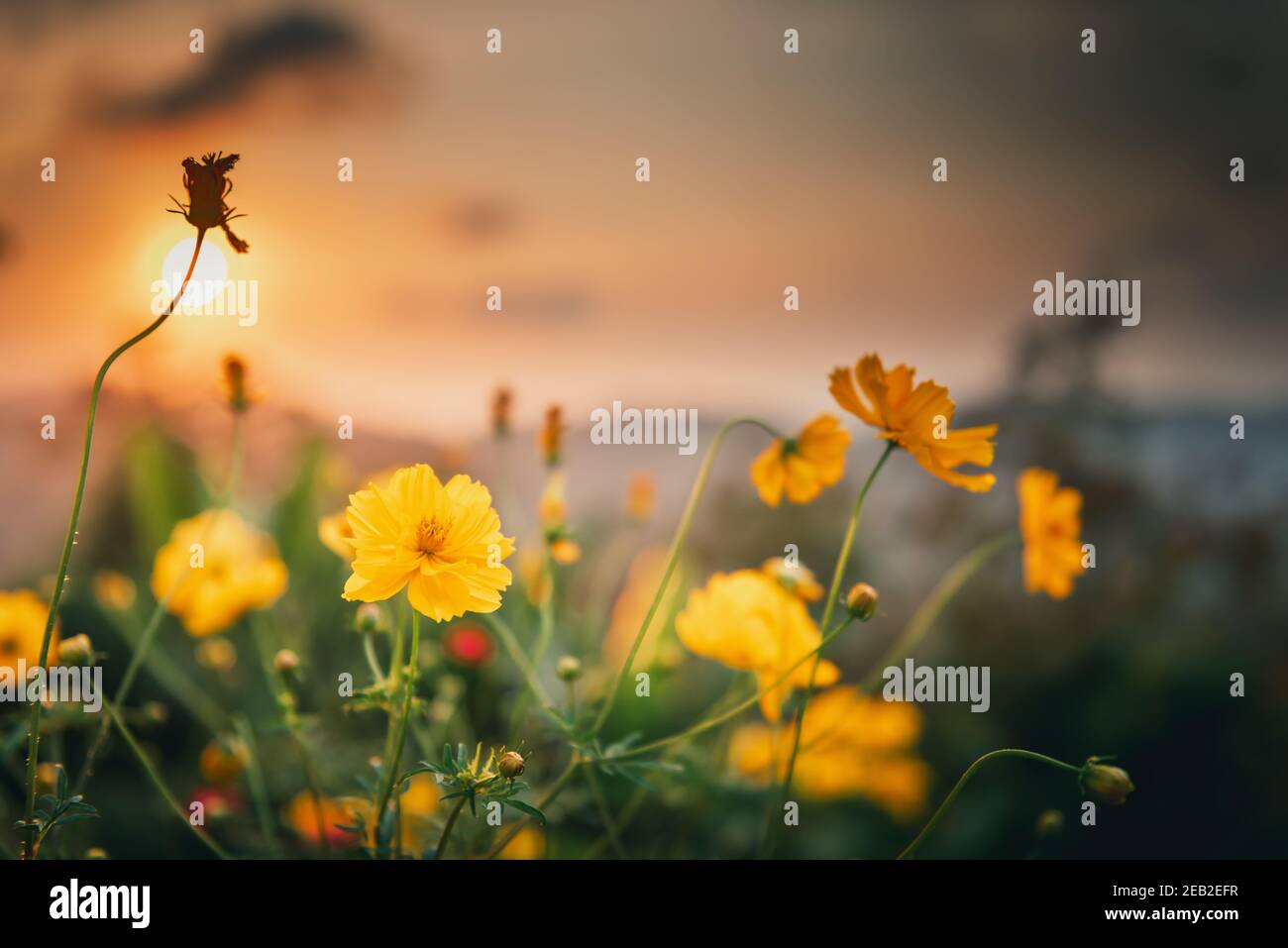 Beautiful cosmos flower sunrise hi-res stock photography and images - Alamy