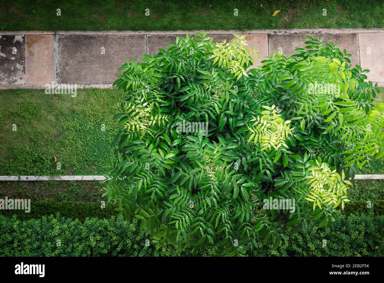 Garden Tree With Green Foliage and Beautiful Branch From Above Angle ...