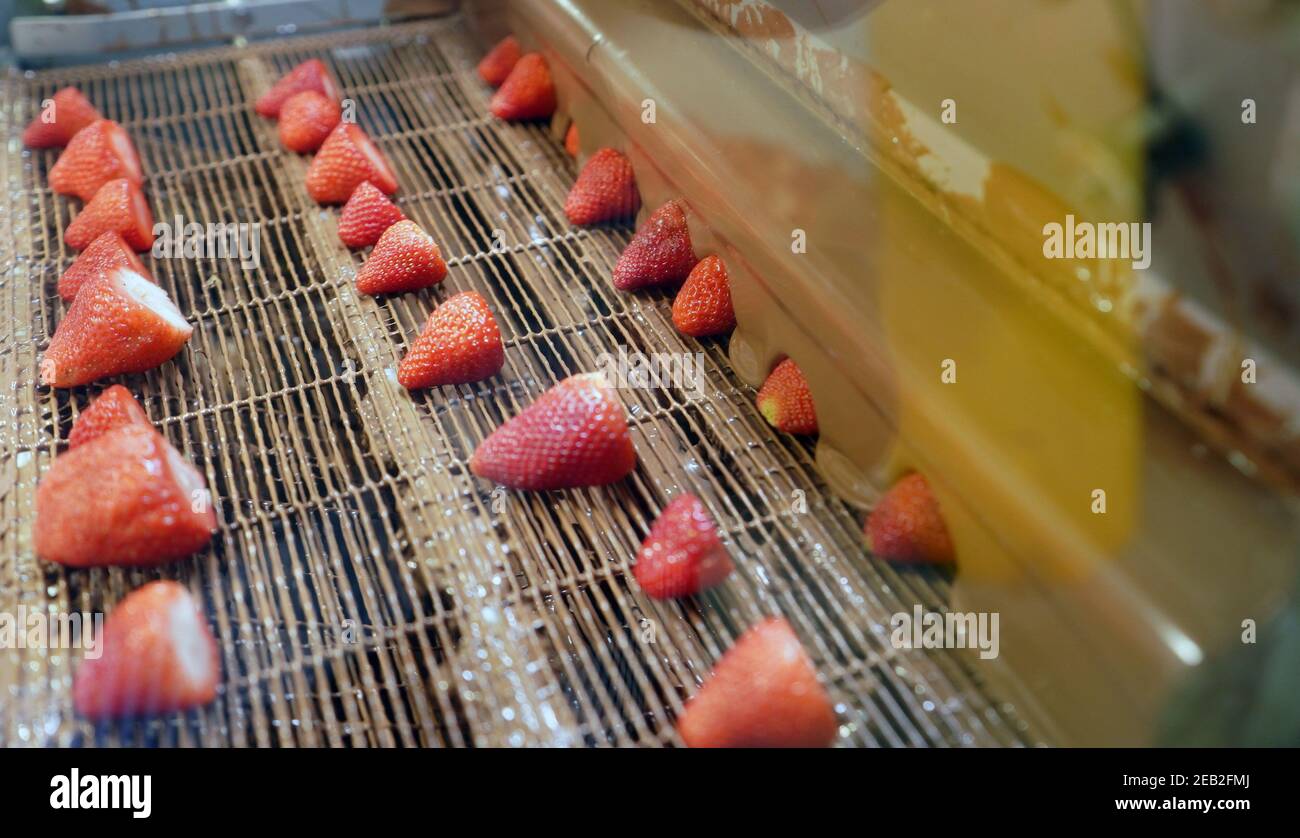 St. Louis, United States. 11th Feb, 2021. Strawberries enter a machine that will coat the fruit with milk chocolate at Chocolate, Chocolate, Chocolate in St. Louis on Thursday, February 11, 2021. The company will make thousands for Valentines Day. Photo by Bill Greenblatt/UPI Credit: UPI/Alamy Live News Stock Photo