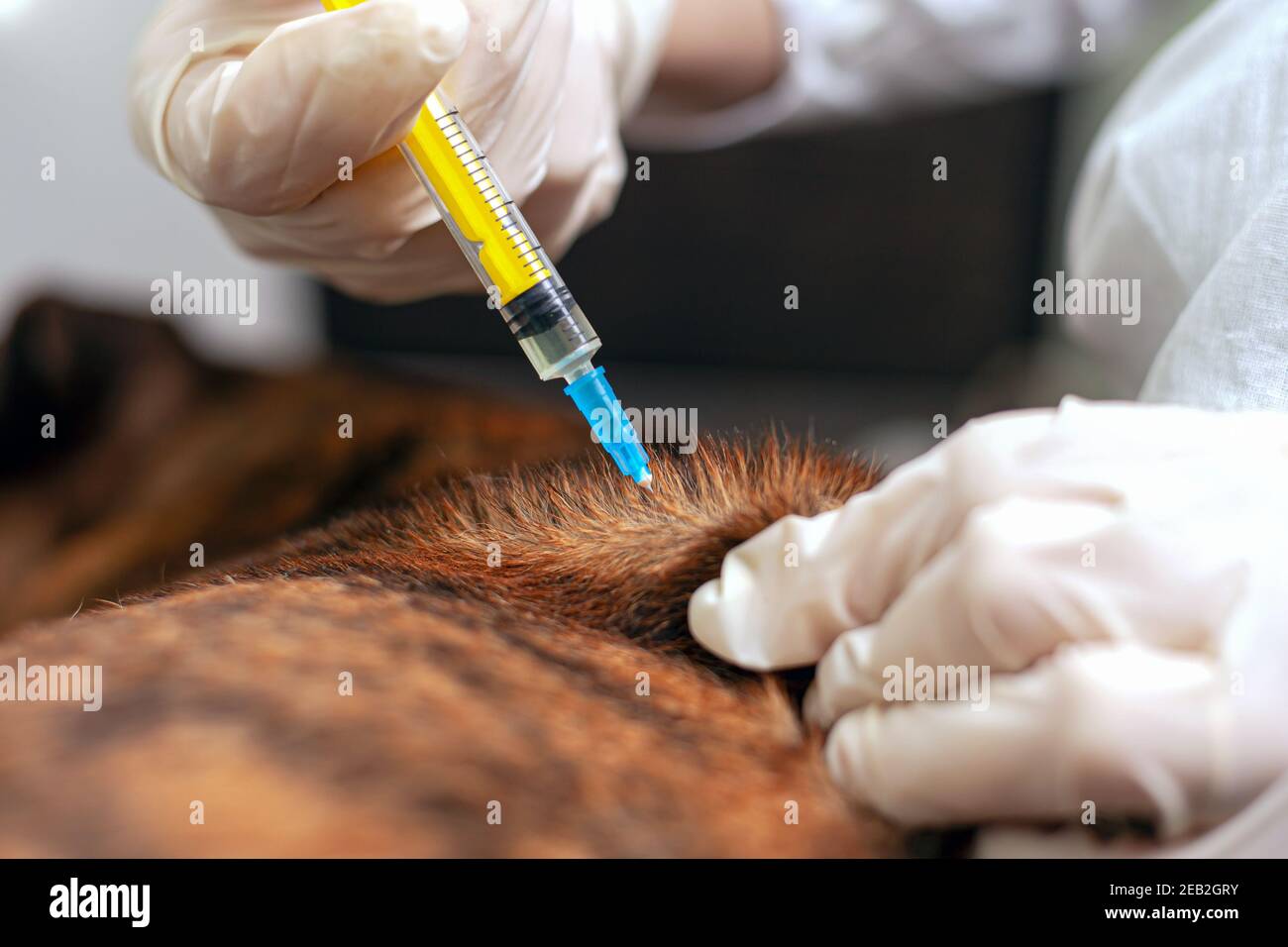 vet vaccinates dog. the doctor holds a syringe in his hand and is about
