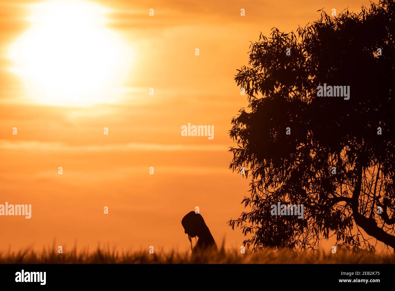 silhouette of girl with lowered head at sunset in a cereal field with ...