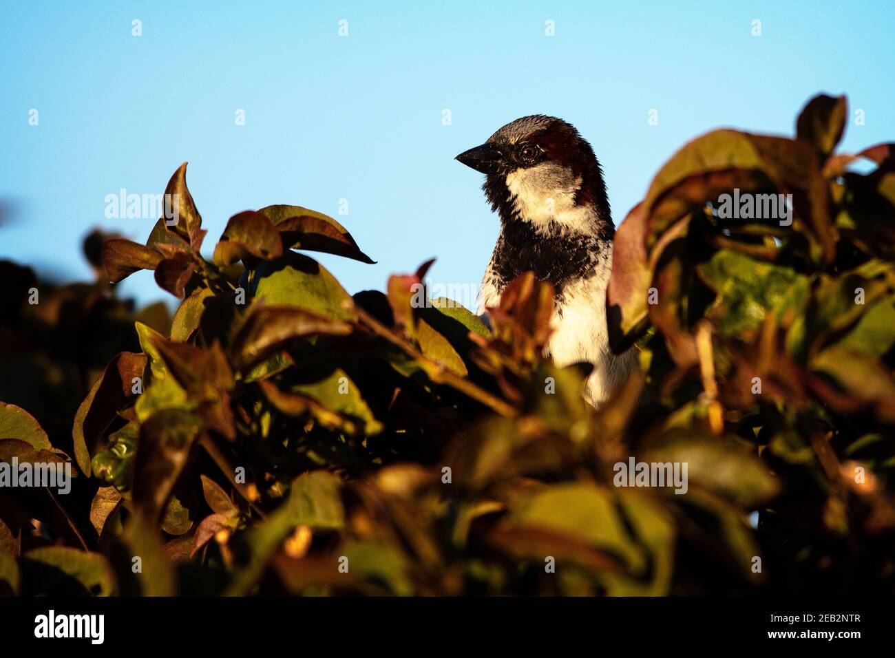 A House Sparrow (Passer domesticus) in Santa Barbara, California Stock Photo