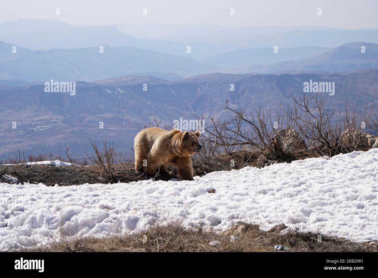 røre ved Fejl Ledig Duhok, Iraq. 11th Feb, 2021. A bear walks on a snowy ground after leaving  the cage.The release of six bears in Gara mountain in Duhok governorate in  the Kurdistan region of Iraq,