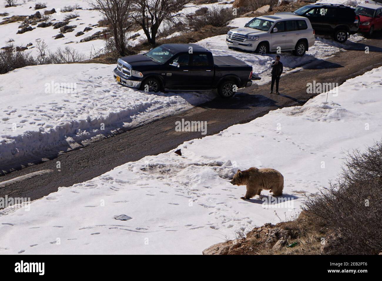 volatilitet Engel Vil ikke Duhok, Iraq. 11th Feb, 2021. A bear walks past a group of cars.The release  of six bears in Gara mountain in Duhok governorate in the Kurdistan region  of Iraq, as part of