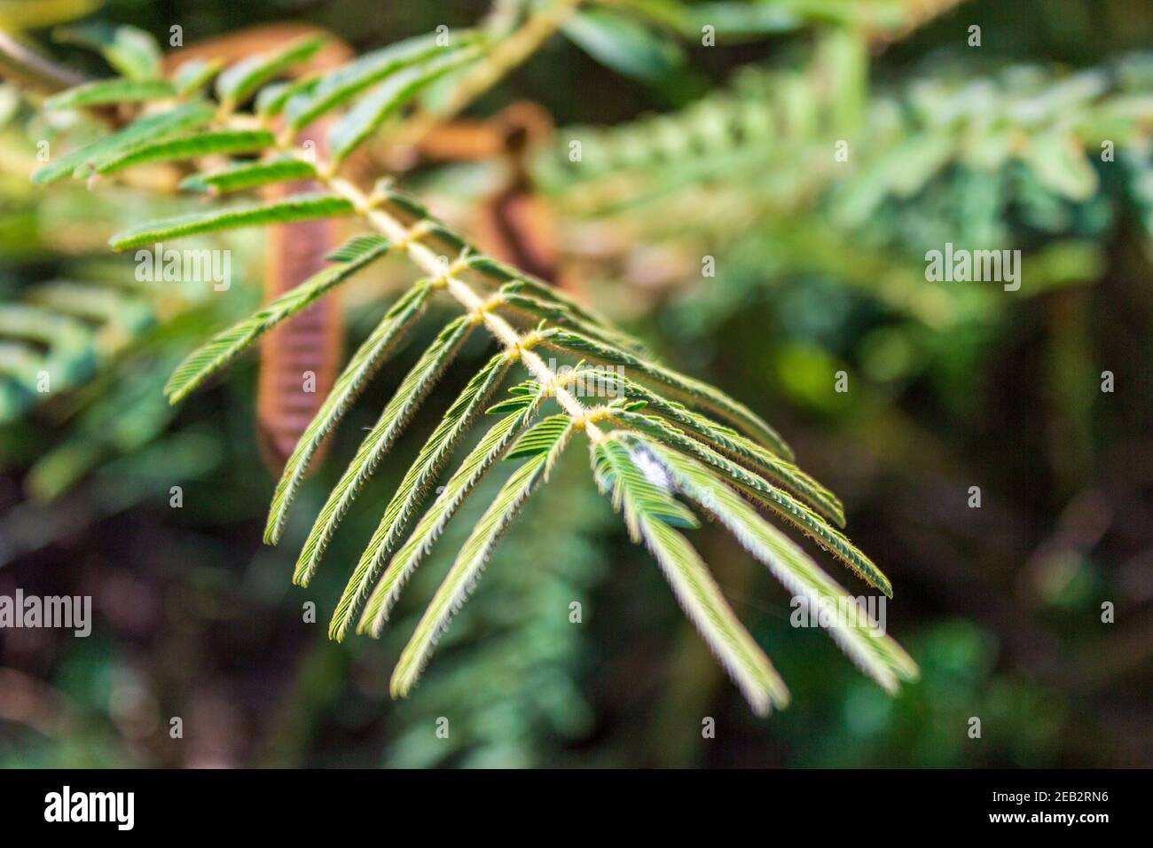 A touch me not, shame-plant or sensitive plant; Mimosa pudica has a fascinating reaction when touched. The leaves withdraw and droop. Stock Photo