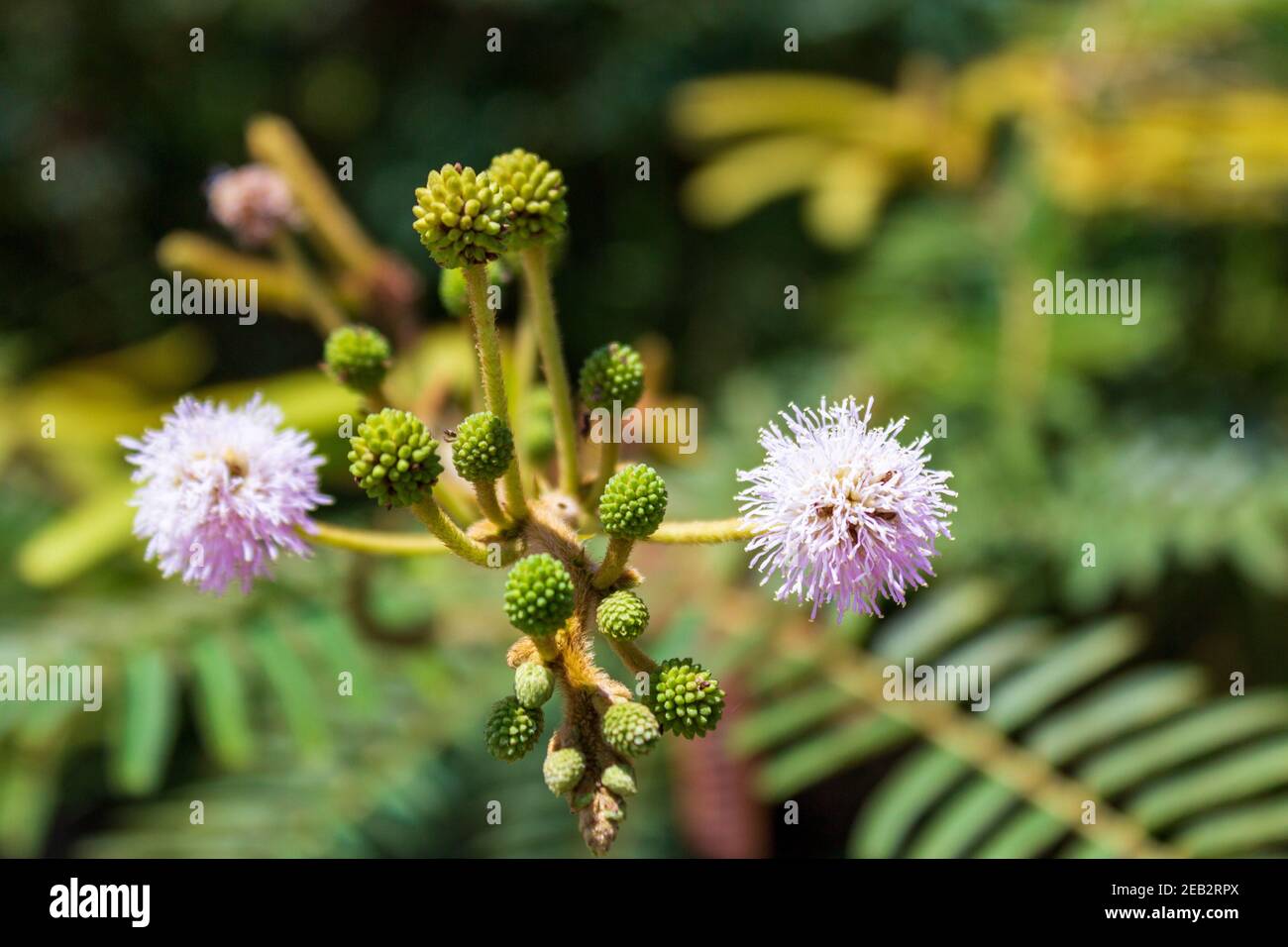 A touch me not plant in bloom. Also known as shame-plant or sensitive plant Mimosa pudica has a fascinating reaction when touched, the leaves droop. Stock Photo