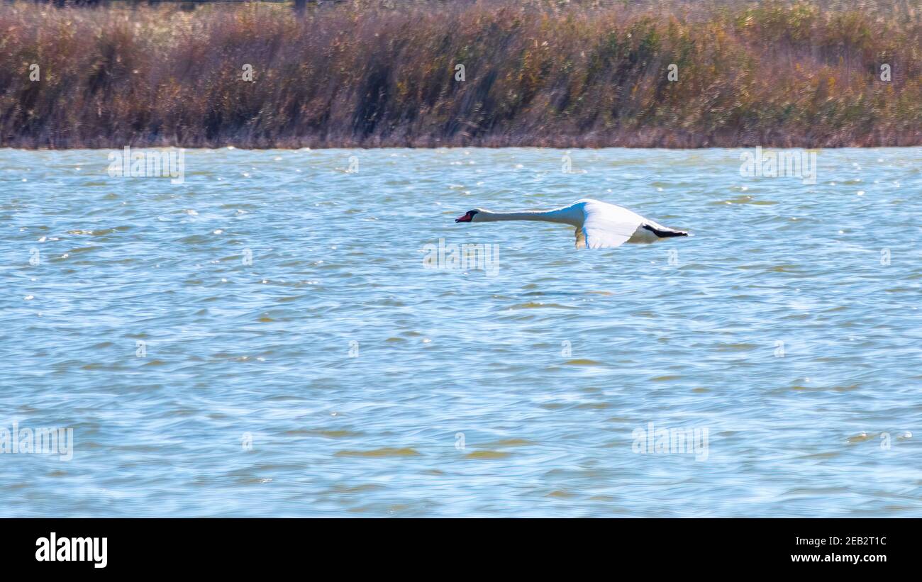 A mute swan in flight just after taking off from a lake. The mute swan