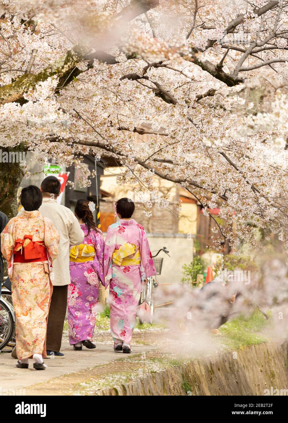 Women in colorful traditional kimono walking along Kyoto's famous Philosopher's Path under beautiful cherry blossoms during sakura season