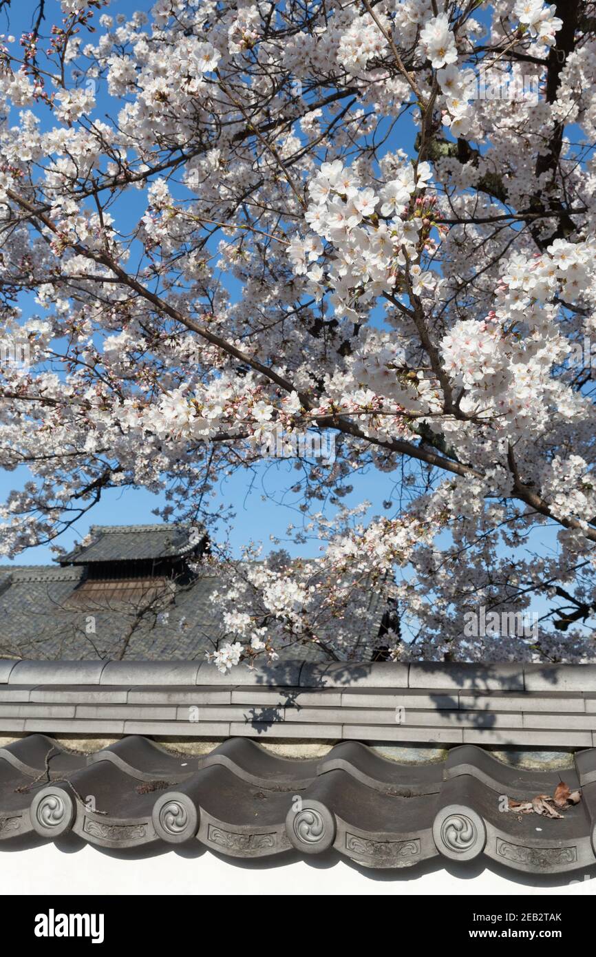 Kyoto Japan Cherry blossoms, or Sakura hanging over the top of a wall with traditional gatou roof tiles. The tiles bear the tomoe symbol representing Stock Photo
