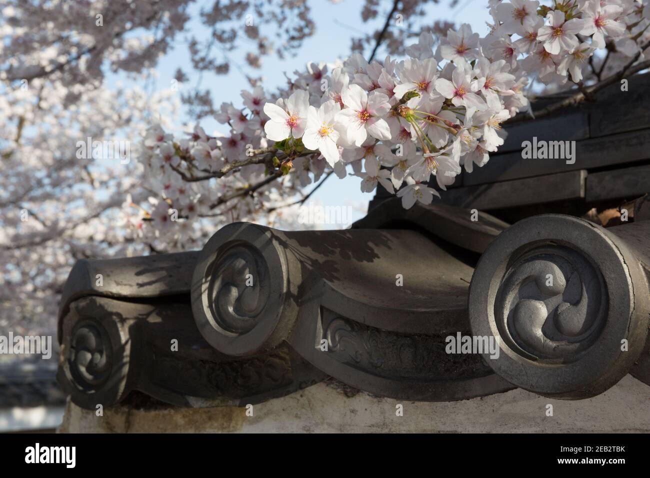 Kyoto Japan Cherry blossoms, or Sakura hanging over the top of a wall with traditional gatou roof tiles. The tiles bear the tomoe symbol representing Stock Photo