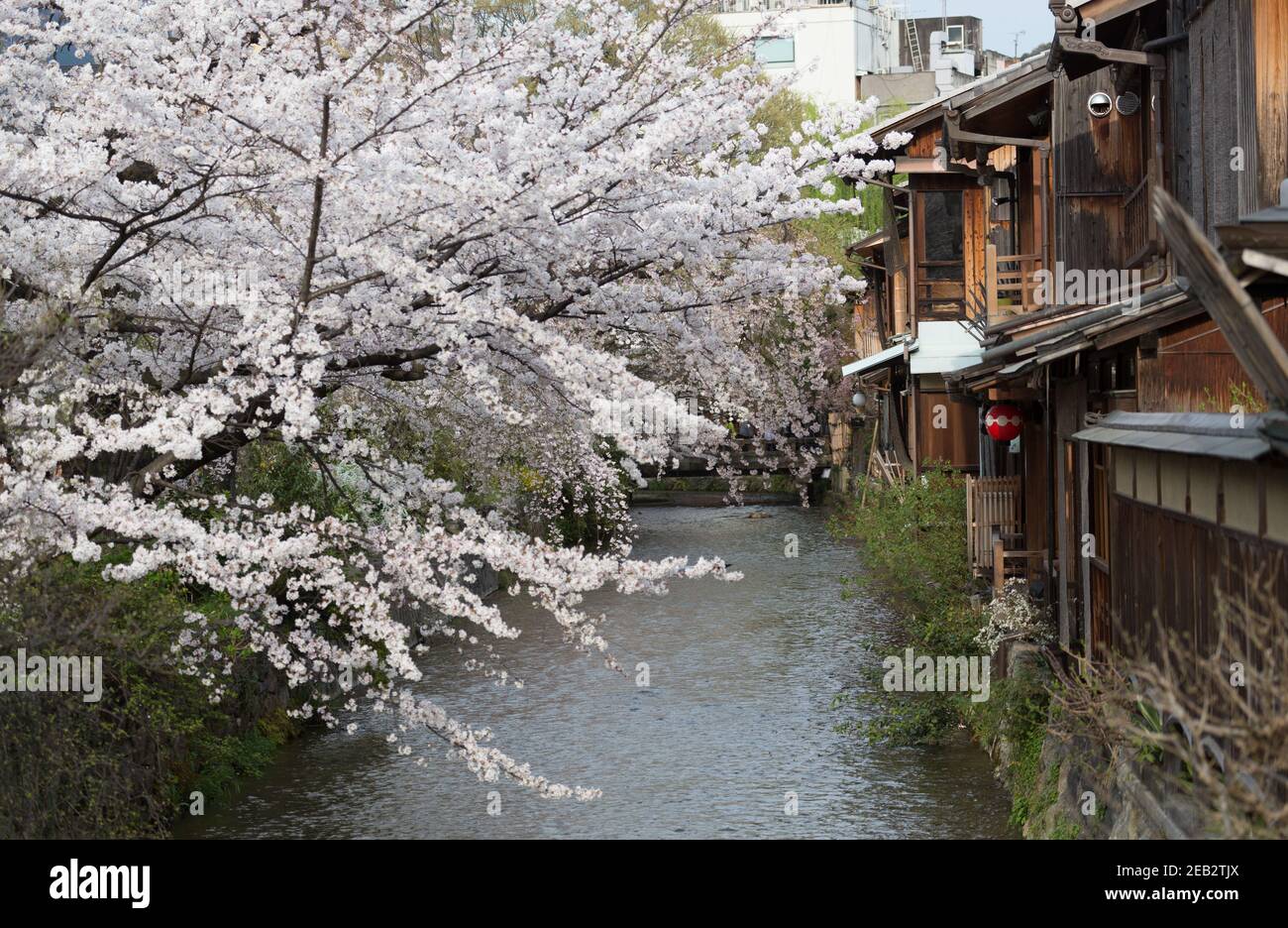 kyoto-japan-cherry-blossoms-over-the-shirakawa-white-river-and-old