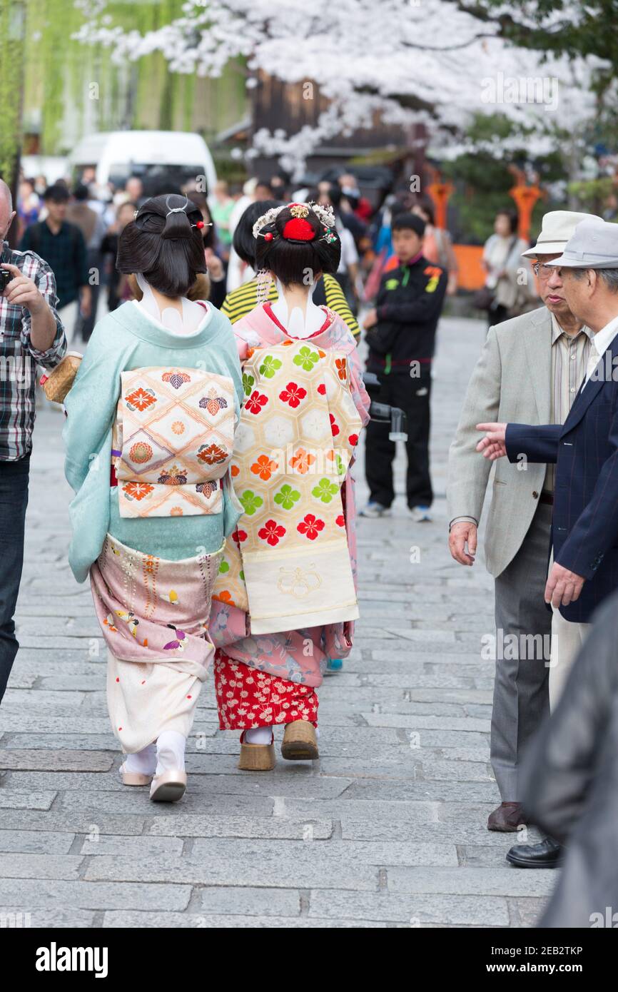 Kyoto Japan Two Women Dressed as Geisha on Shirakawa Dori walk beneath Sakura, or Cherry Blossoms. Stock Photo