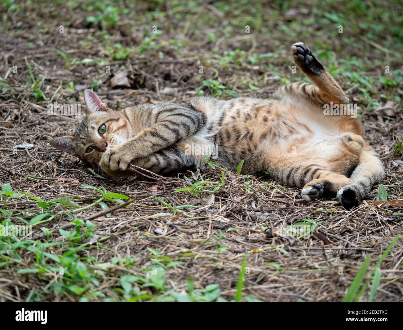 Close up Tabby Cat was Lying Down on The Ground Stock Photo - Alamy