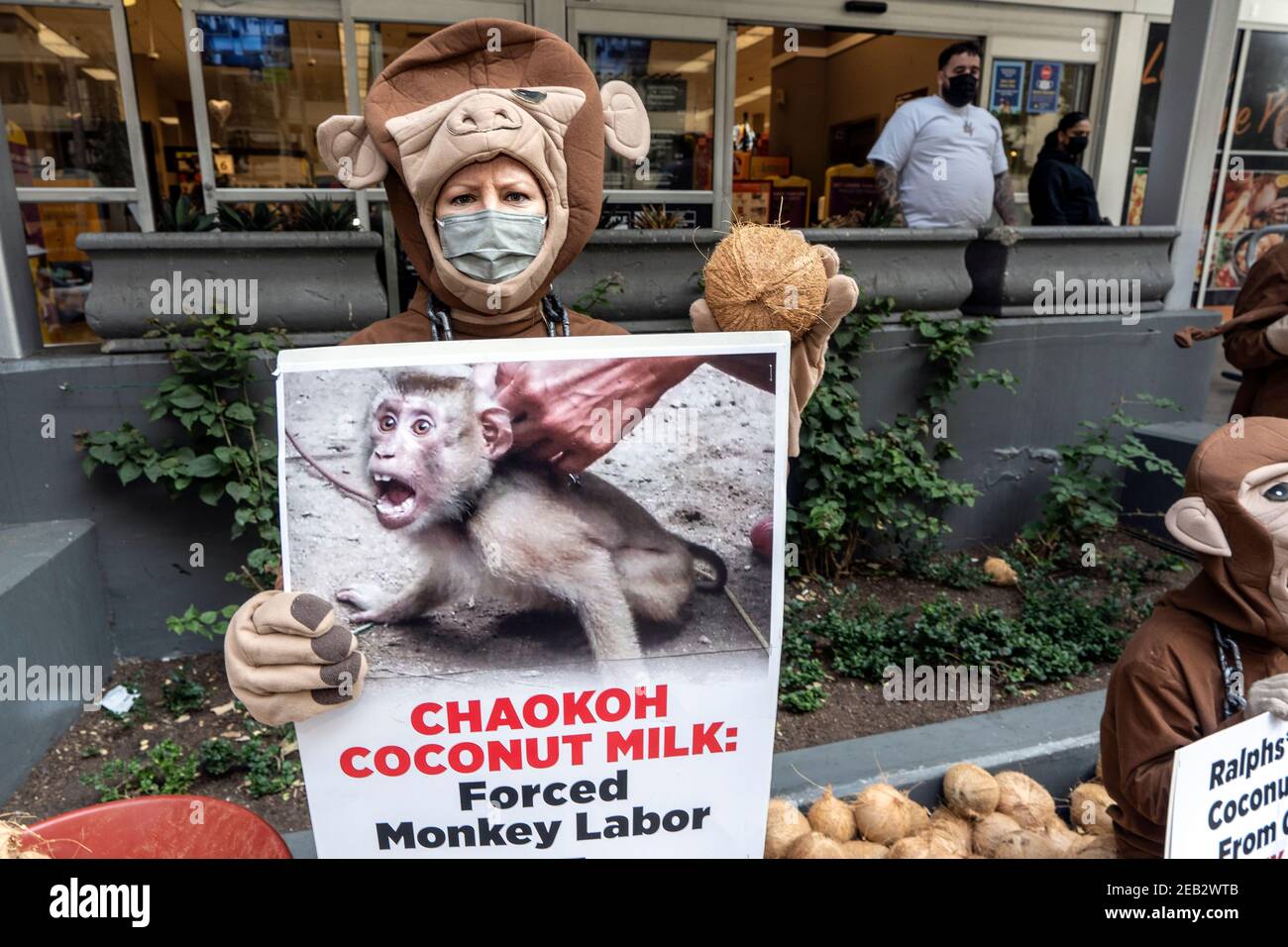 A monkey helped harvest and husking the coconut. Long-tailed monkeys or  long-tailed macaque in Pariaman, not just animals that live in the wild,  but these monkeys are also utilized by the local