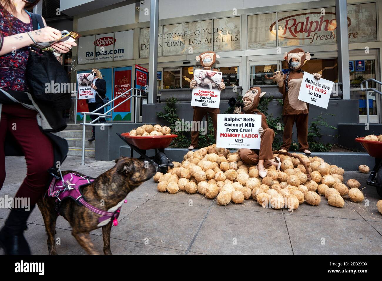 Los Angeles, United States. 11th Feb, 2021. PETA activists dressed in monkey costumes hold placards and coconuts during a protest against Thailand's Chaokoh brand for allegedly forcing monkeys to climb up trees to collect coconuts and keeping them in cruel conditions. Major U.S. retailers such as Costco and Target stopped selling Chaokoh coconut milk over allegations of forced monkey labor. Credit: SOPA Images Limited/Alamy Live News Stock Photo