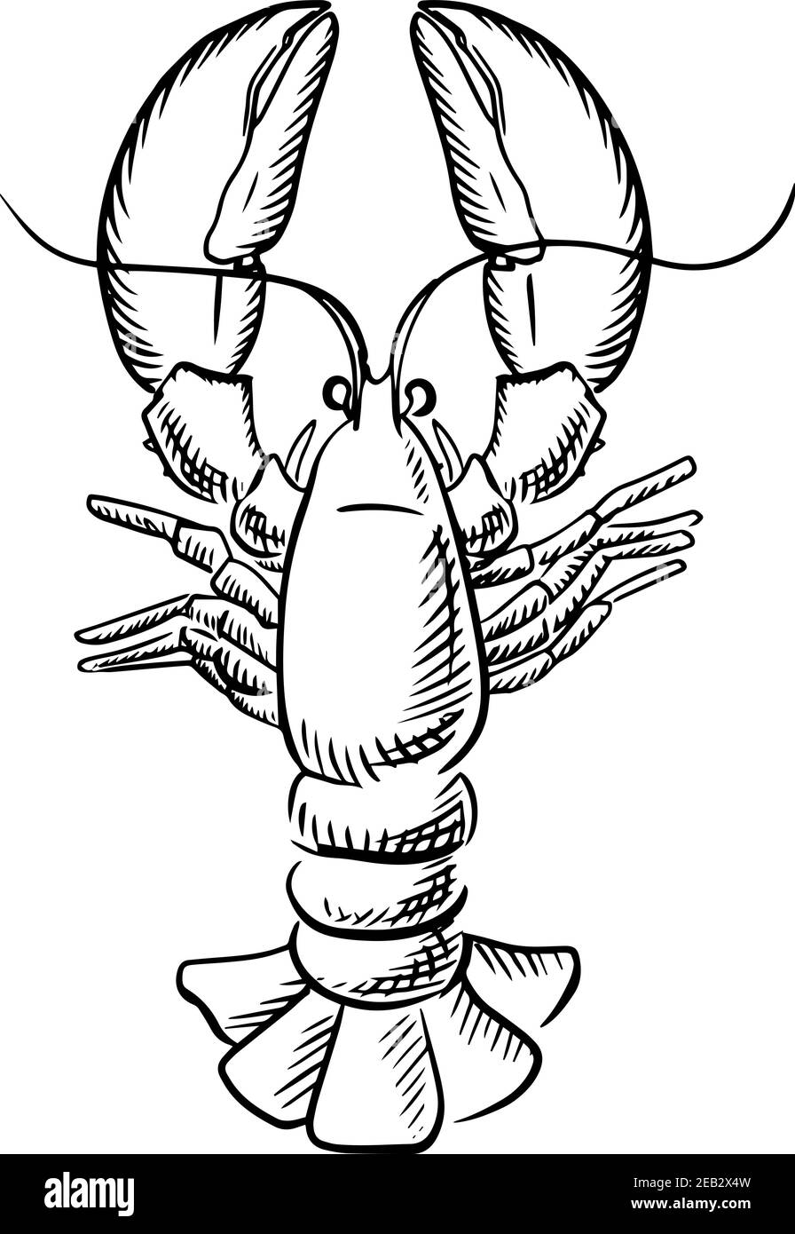 How to Draw a Lobster Step by Step  Easy Animals 2 Draw