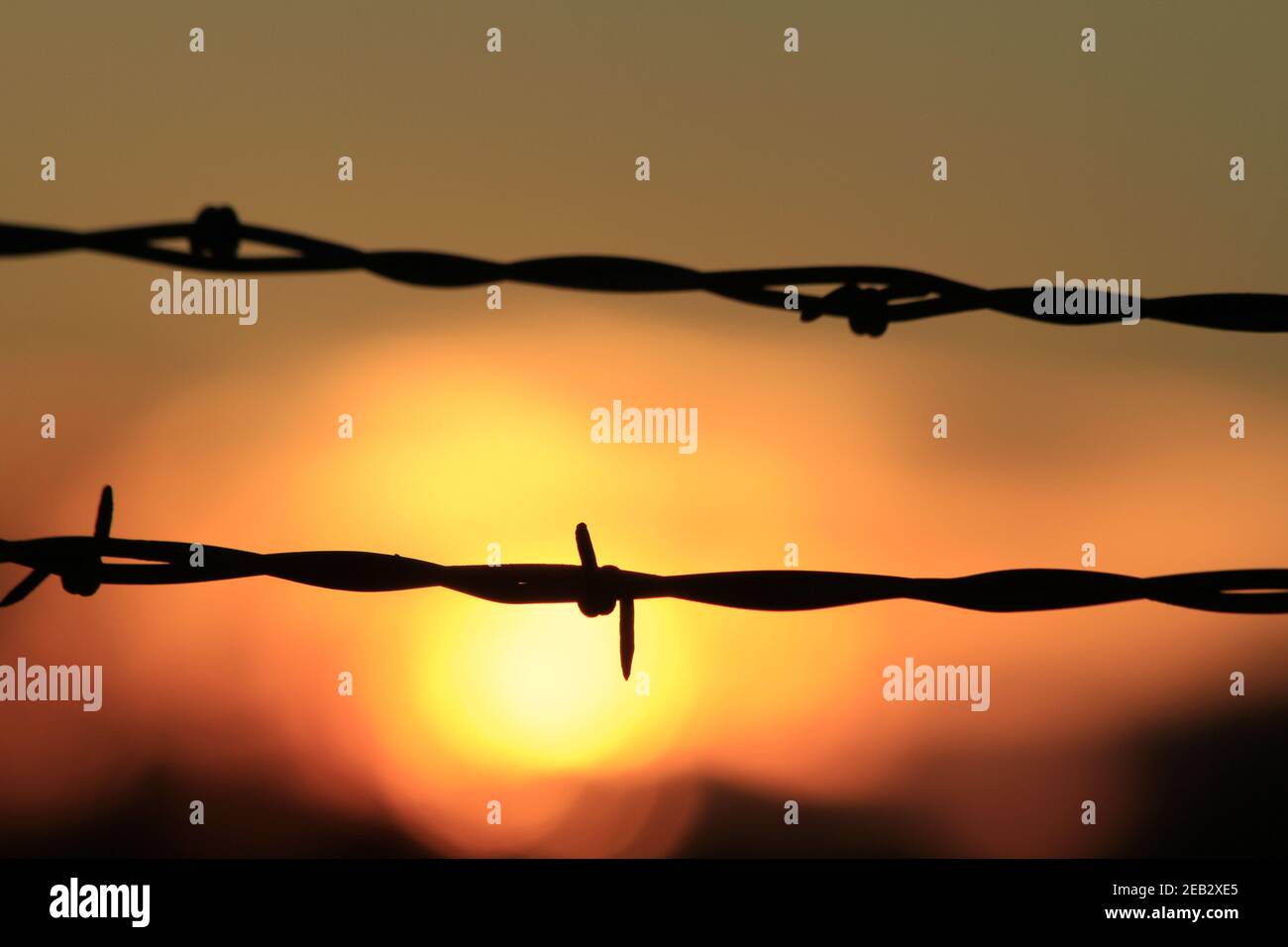 Barbwire closeup at Sunset with the Sun and a colorful sky out in the country in Kansas. Stock Photo