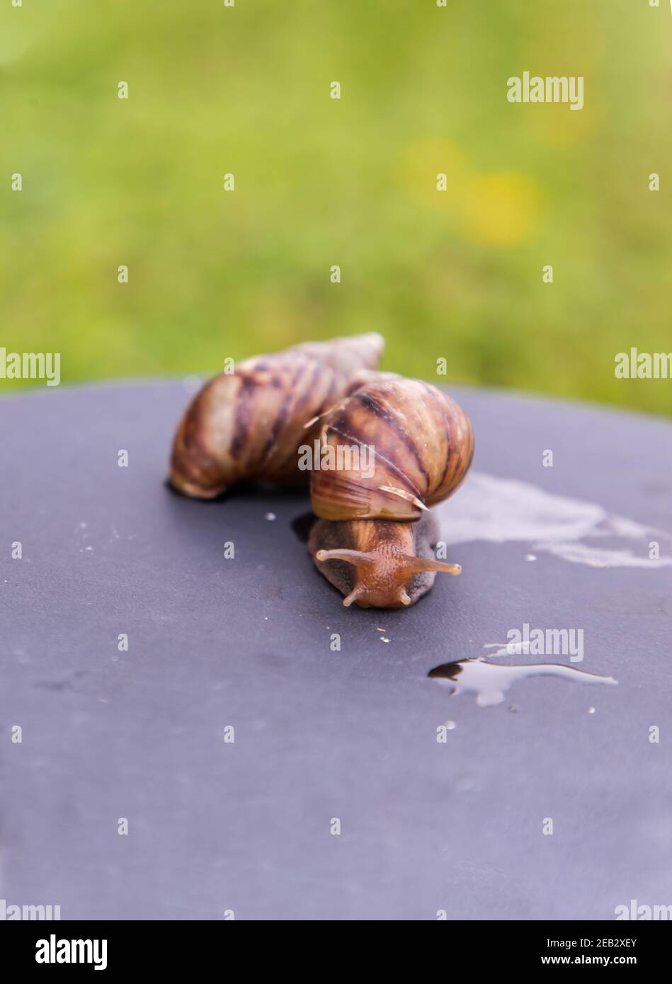 Two dark achatina snail with a brown striped shell crawling on the ...