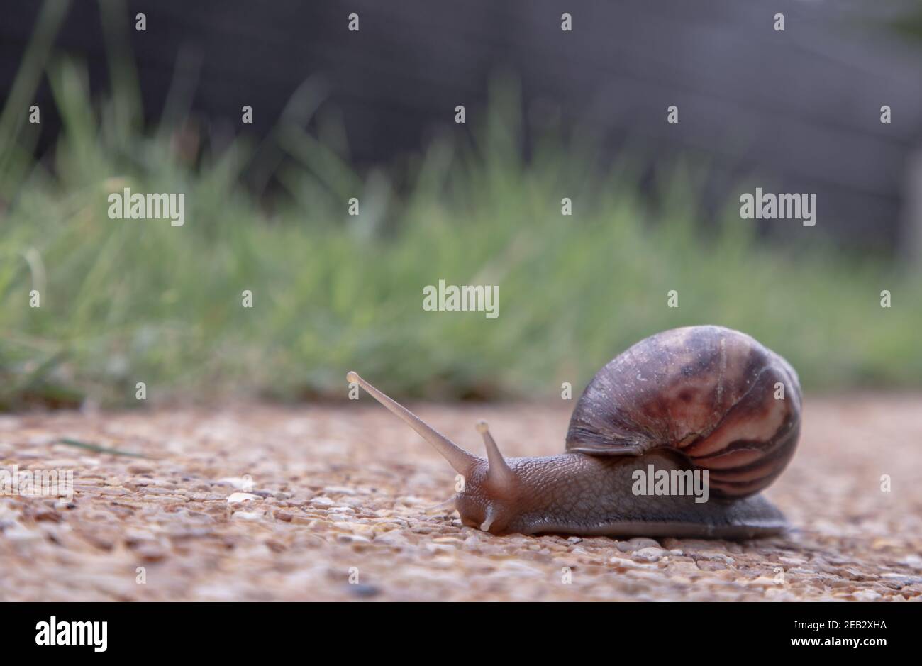 Dark achatina snail with a brown striped shell crawling on the Stone ...