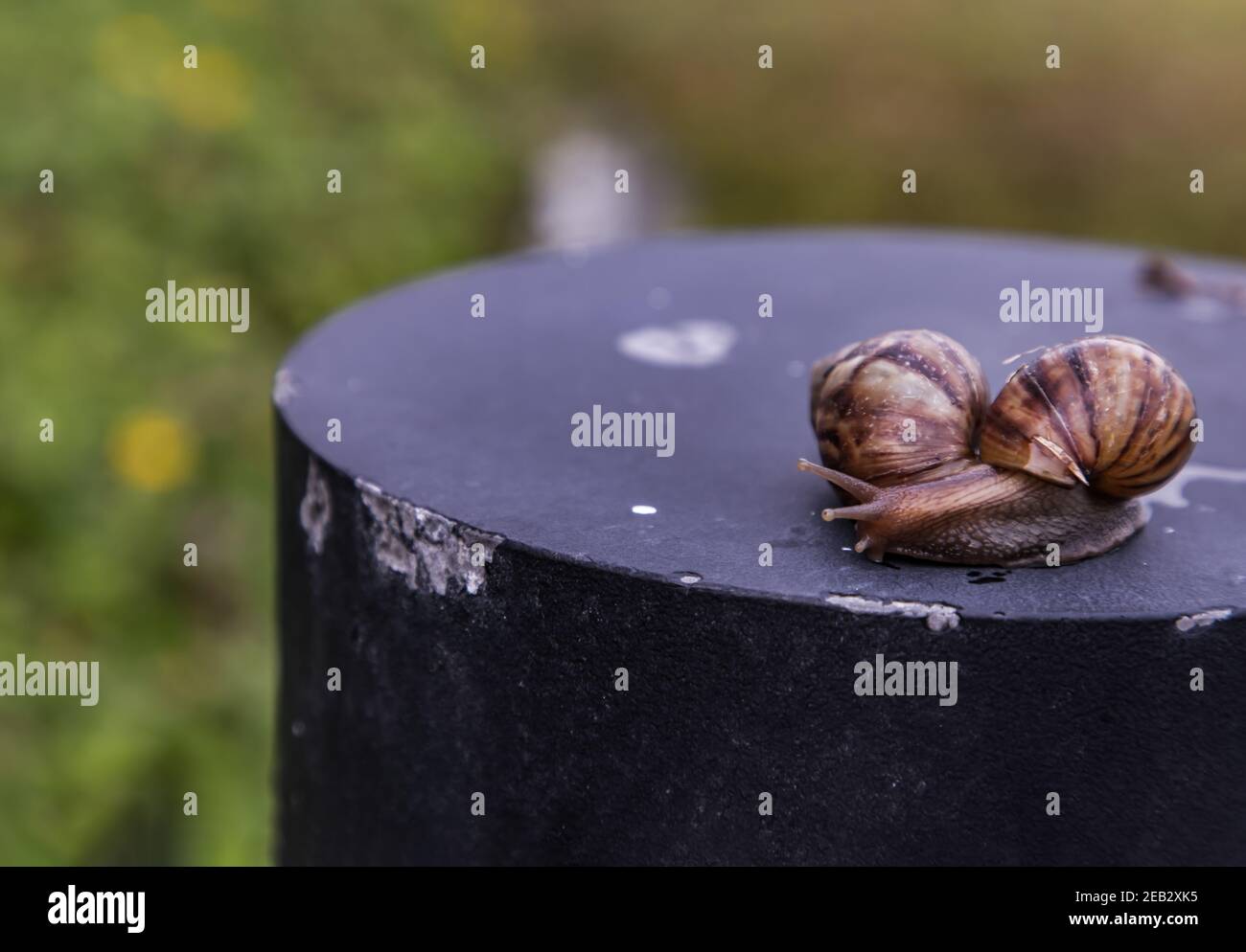 Two dark achatina snail with a brown striped shell crawling on the ...