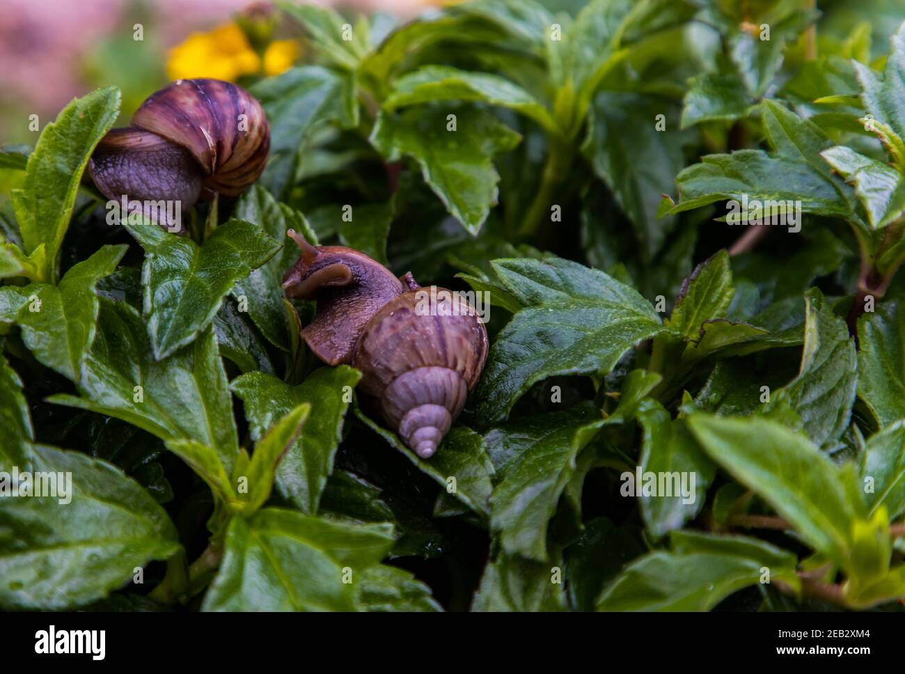 Two dark achatina snail with brown striped shell crawls over the Green ...