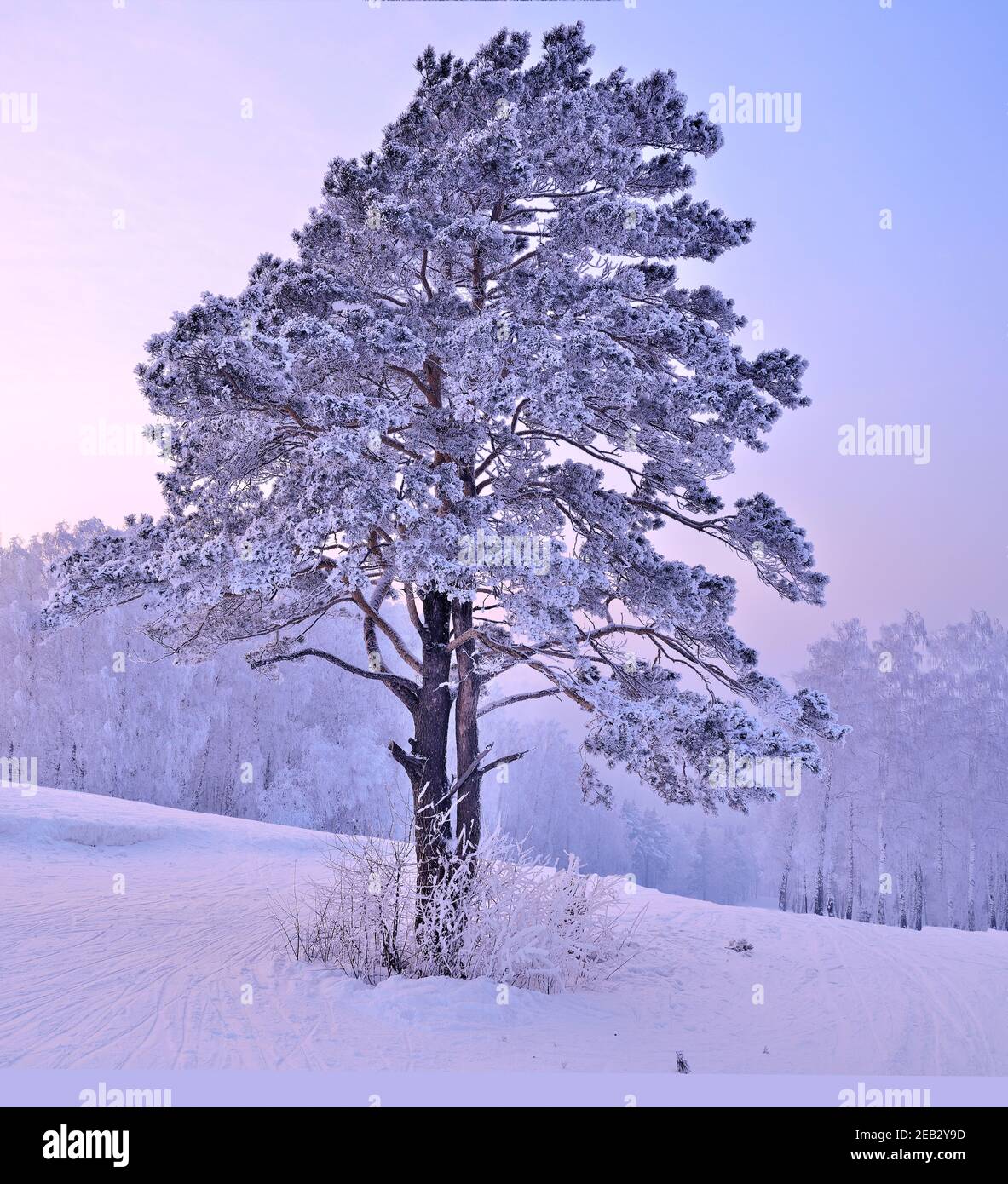 Snow and hoarfrost covered pine tree on top of hill at pink sunrise. Atmospheric winter landscape - fairytale of nature. Ski traces on snowy slope - a Stock Photo