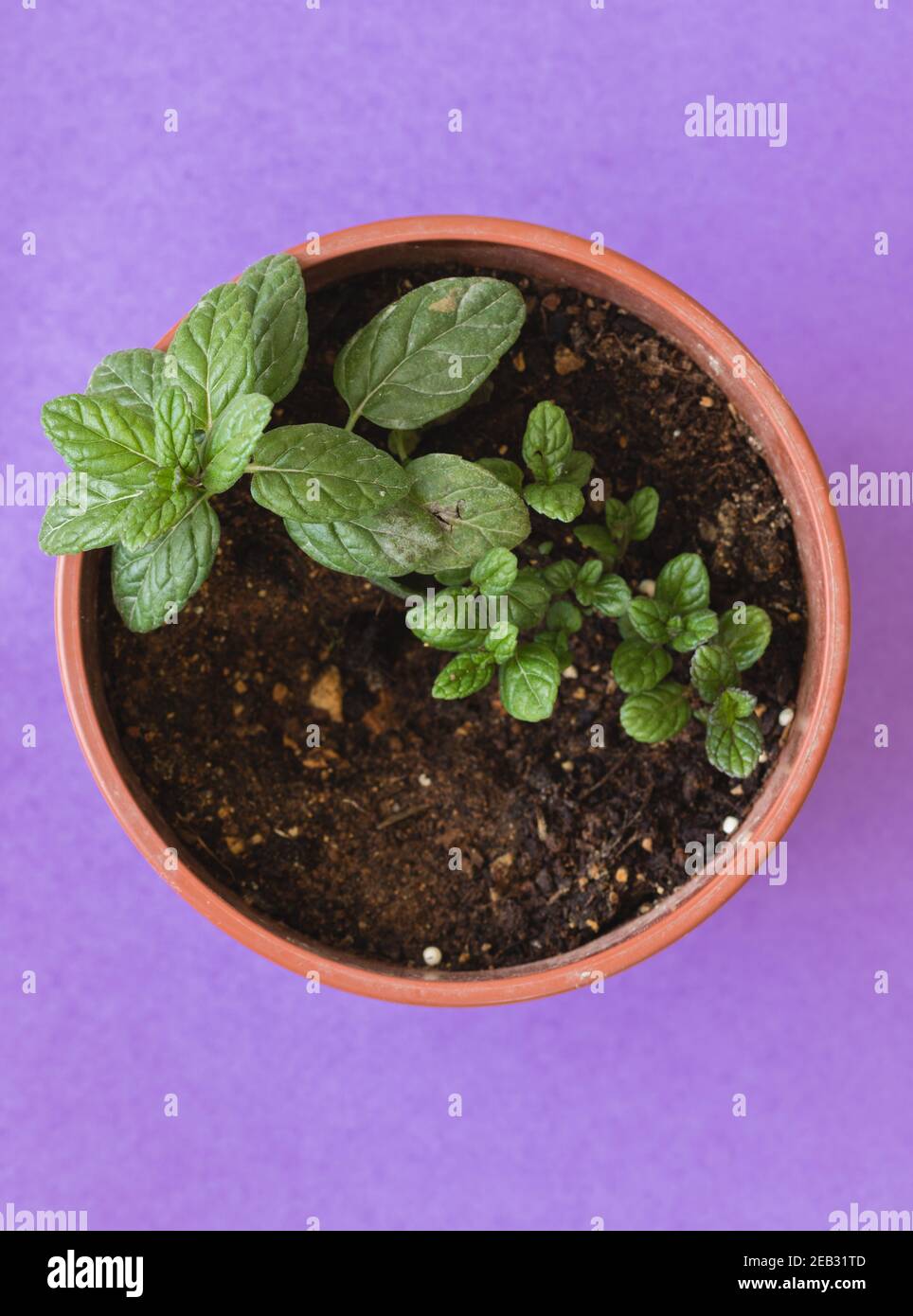 A red-brown flowerpot with a mint seedling inside, on a purple background Stock Photo