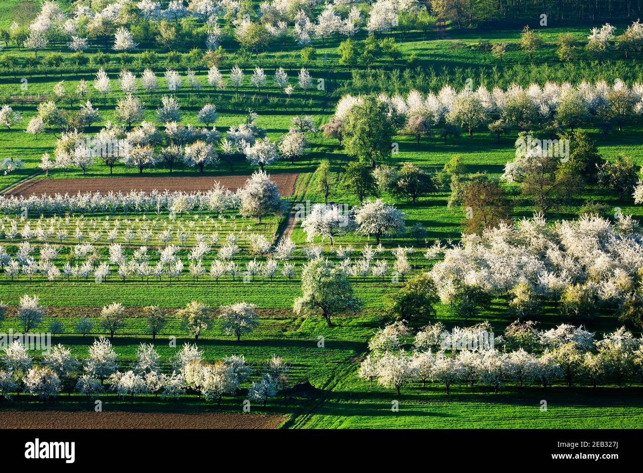 Cherry blossom, Obereggenen, Markgräfler Land, Black Forest, Baden-Württemberg, Germany Stock Photo