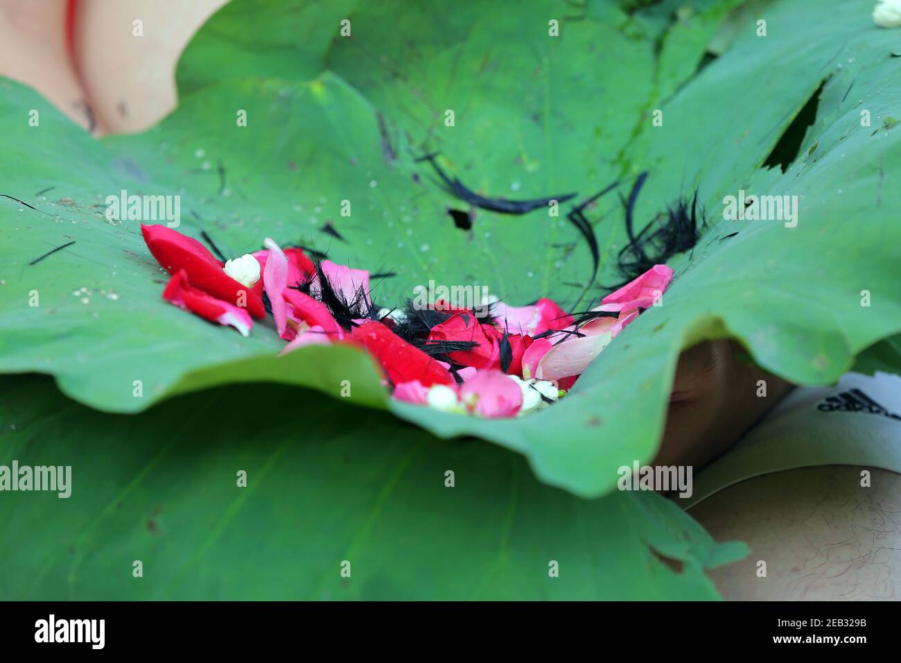 Flower petals and hair on the green lotus leaf It is a process of shave