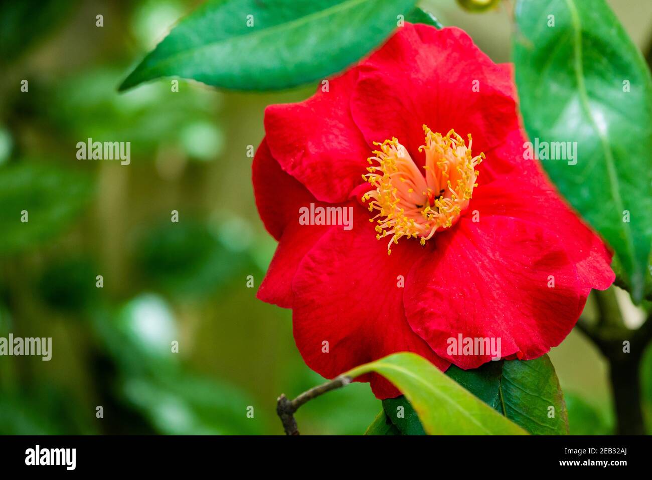 Camellia Japonica blooming in Dresden Pillnitz in March. Stock Photo