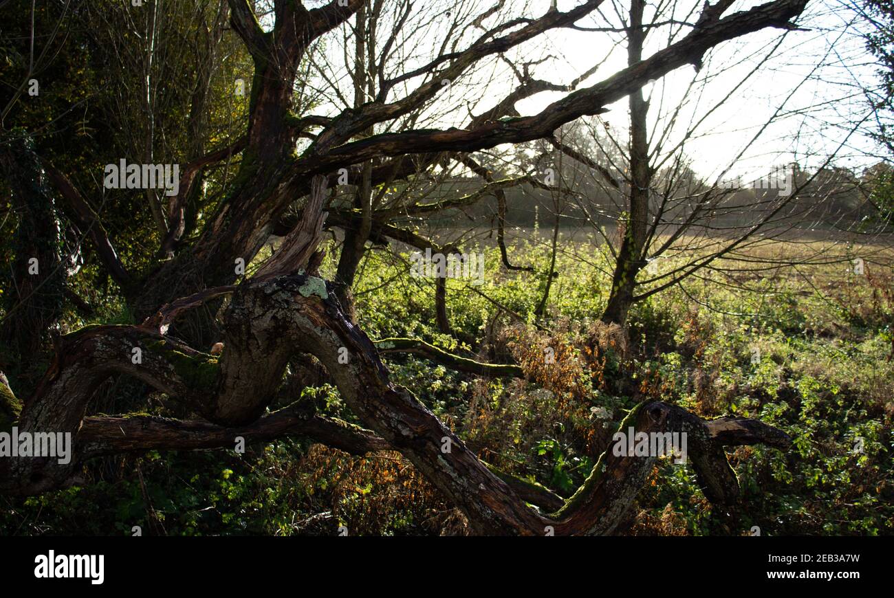 dead and decaying old tree branches with trees and fields in the background Stock Photo