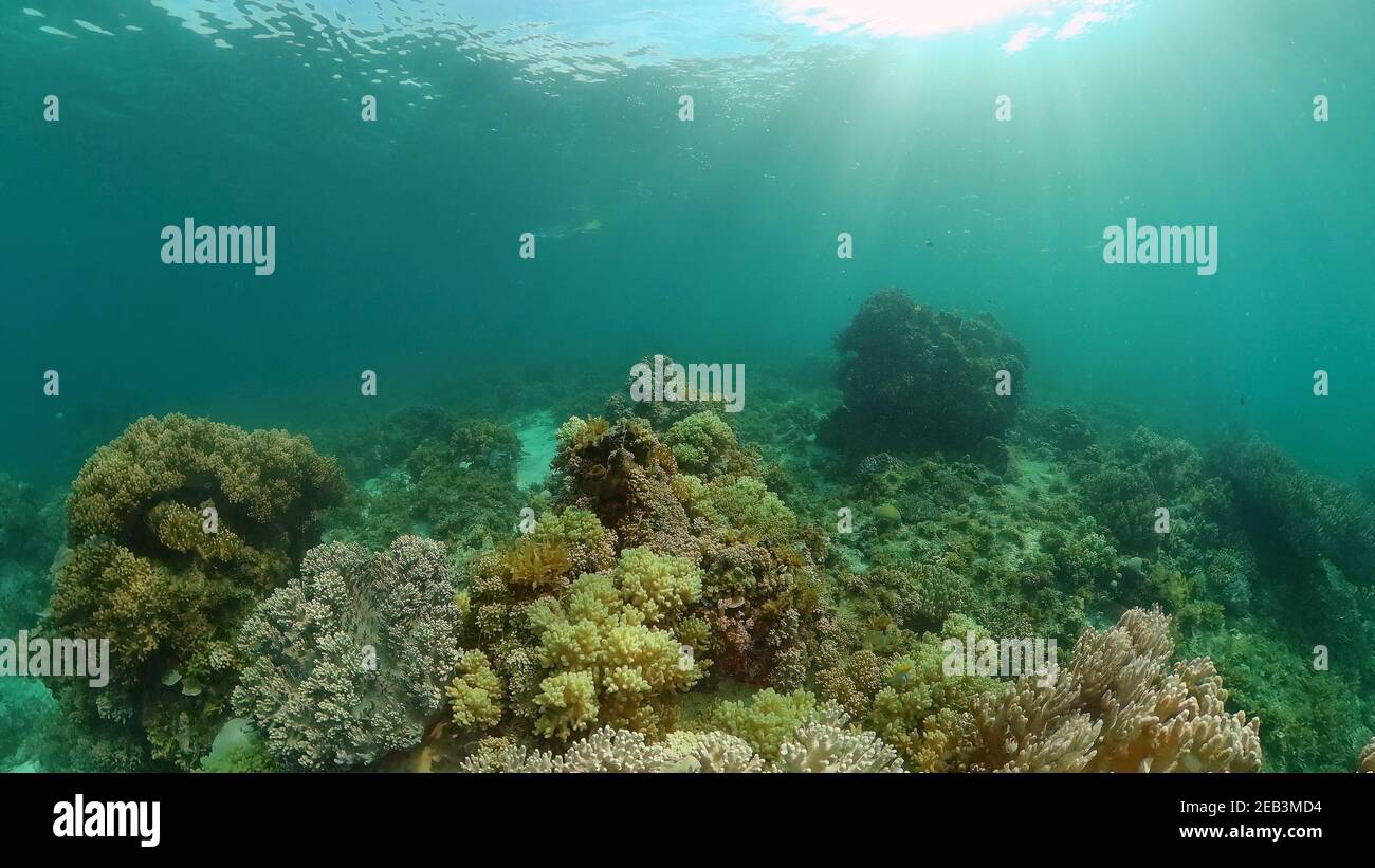 Underwater fish reef marine. Tropical colorful underwater seascape with ...