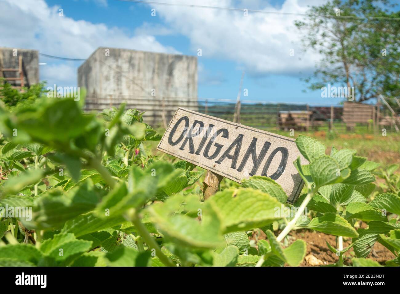 Organic Farm Vegetables Siargao Island Village Stock Photo