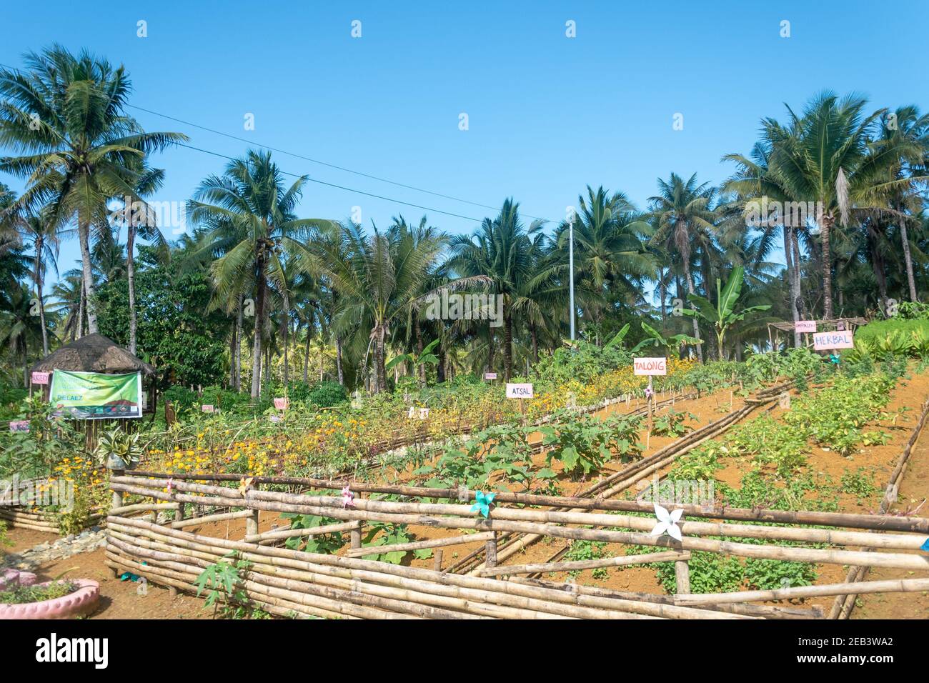 Organic Farm Vegetables Siargao Island Village Stock Photo