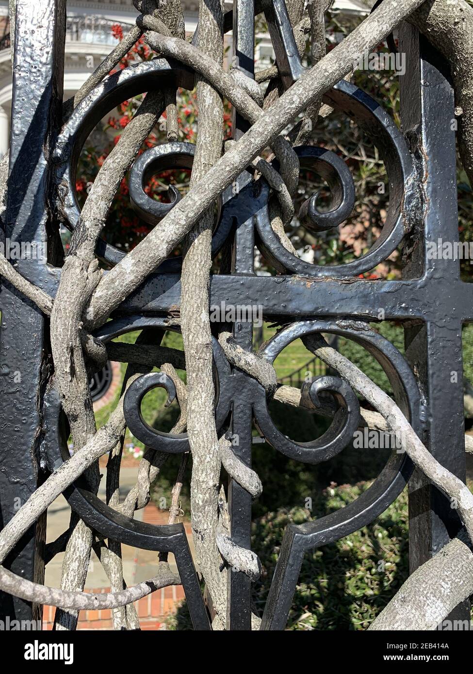 Branch growing over fence hi-res stock photography and images - Alamy