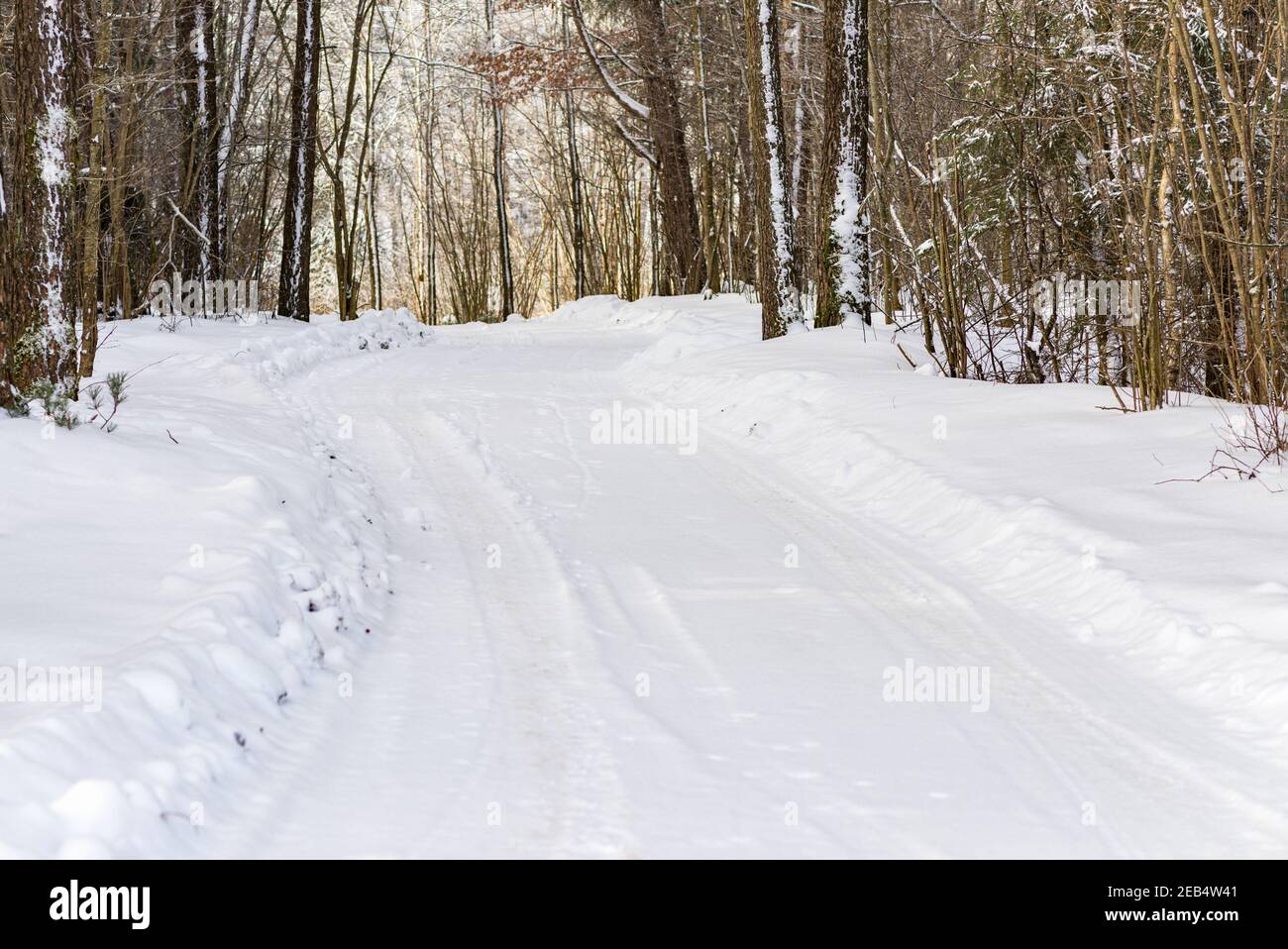 Snowy trail path in the winter coniferous forest.Cold sunny winter