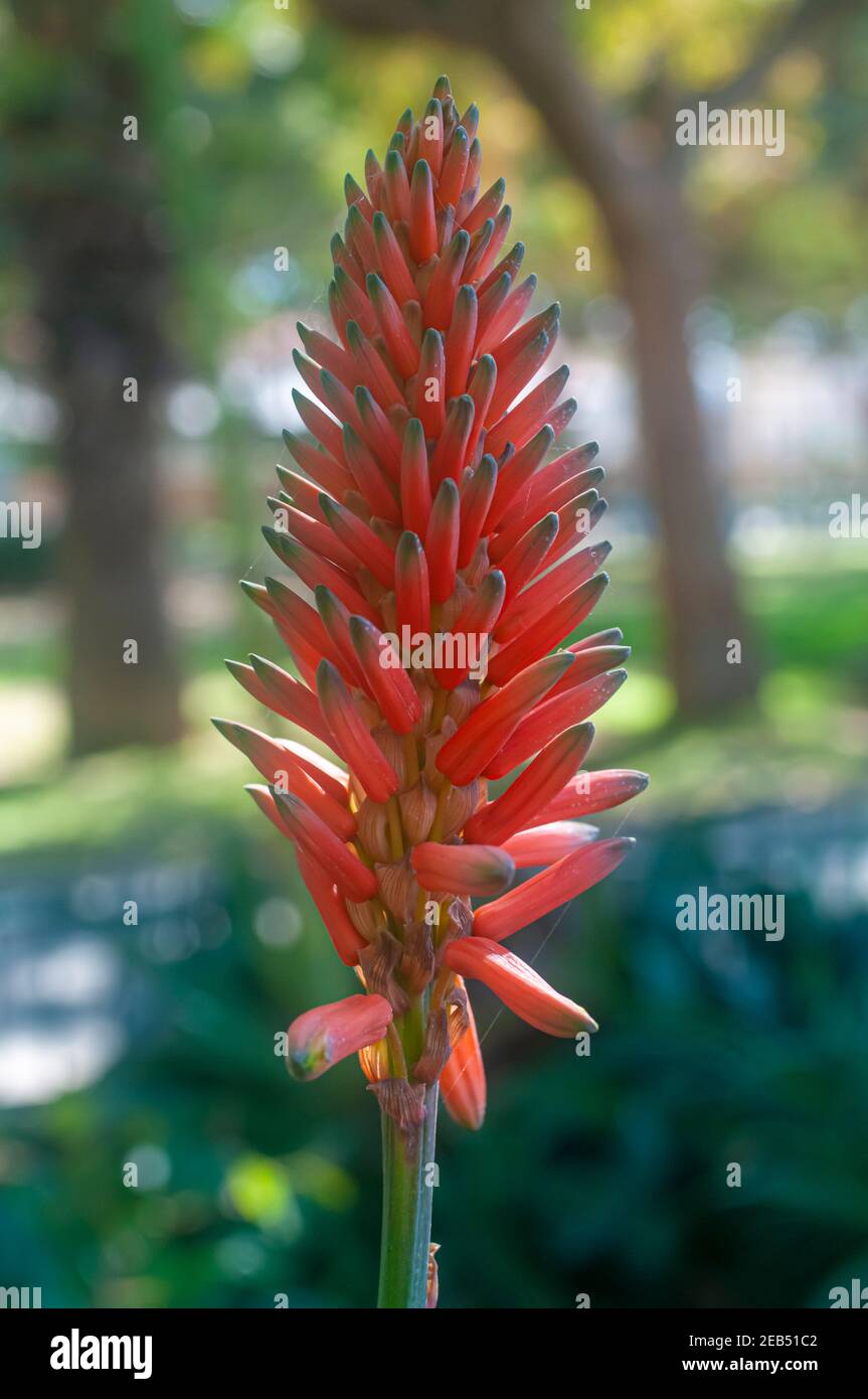 Closeup of the orange flowers of a flowering aloe plant Photographed in Israel in February Stock Photo