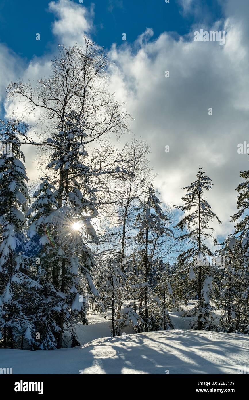 in the middle of the winter wonderland, with snowy fir trees. a sunny day in the Bregenz forest. sun rays through branches of the spruce tree. Bödele Stock Photo