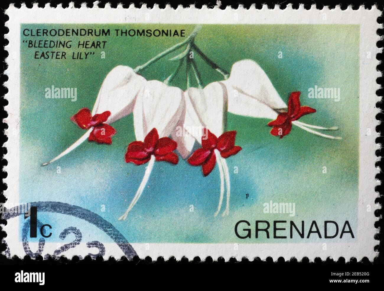 Beautiful white flowers on stamp of Grenada Stock Photo Alamy