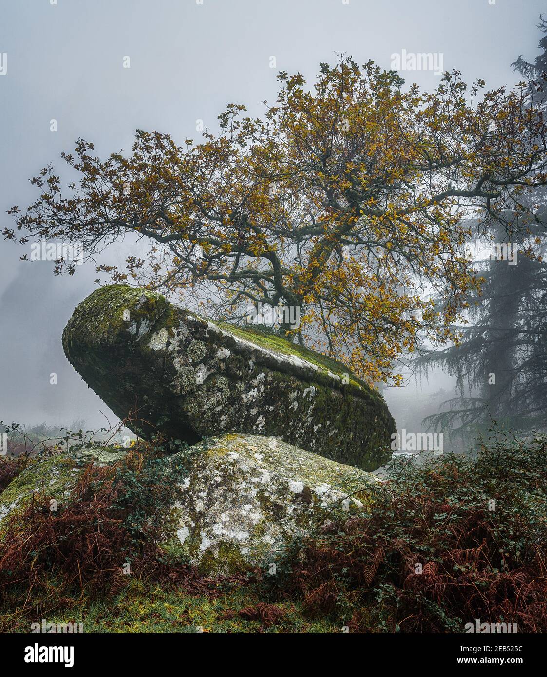 Top 30+ Images monte aloia nature park in galicia, spain Stunning