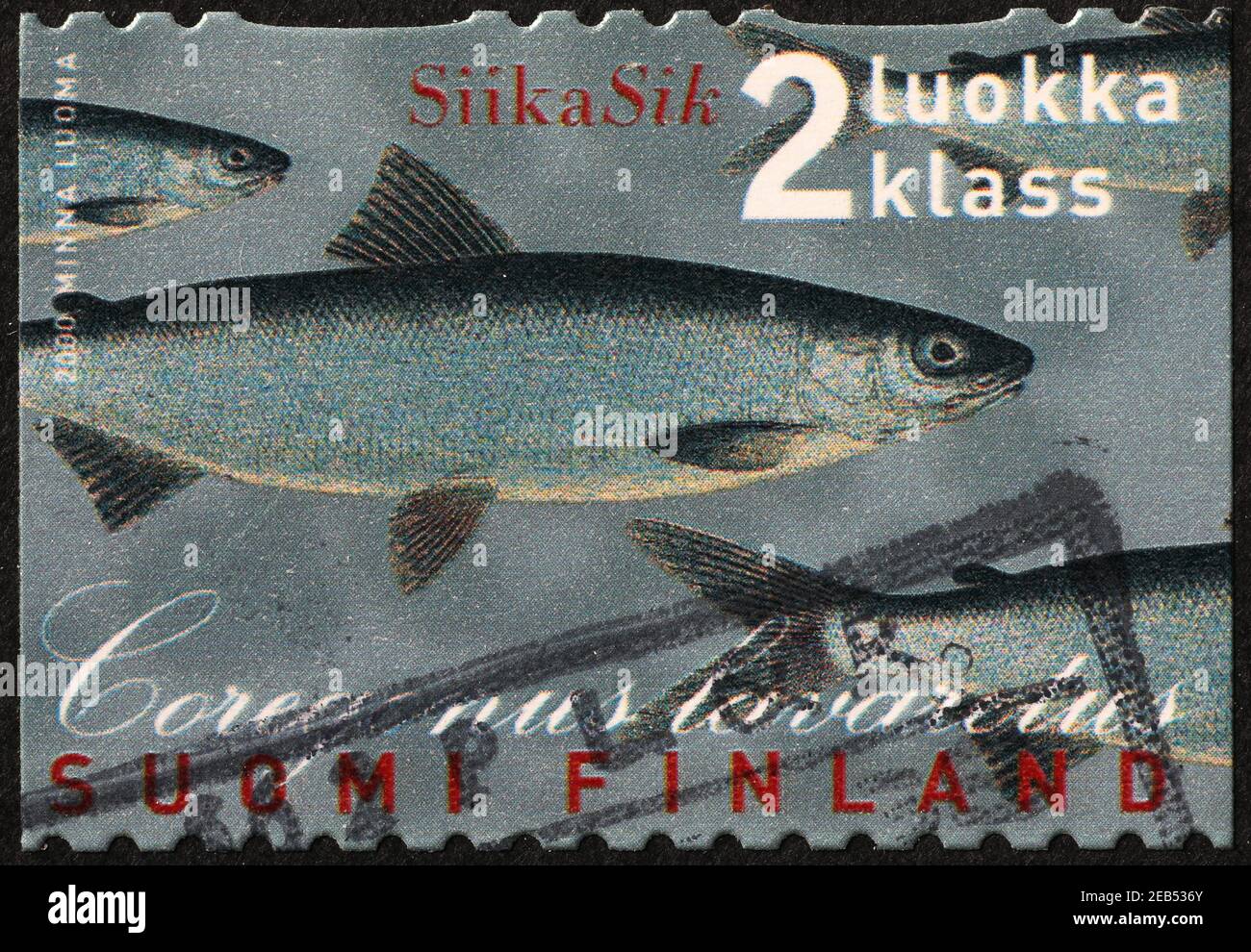 Fish Lavaret on finnish postage stamp Stock Photo