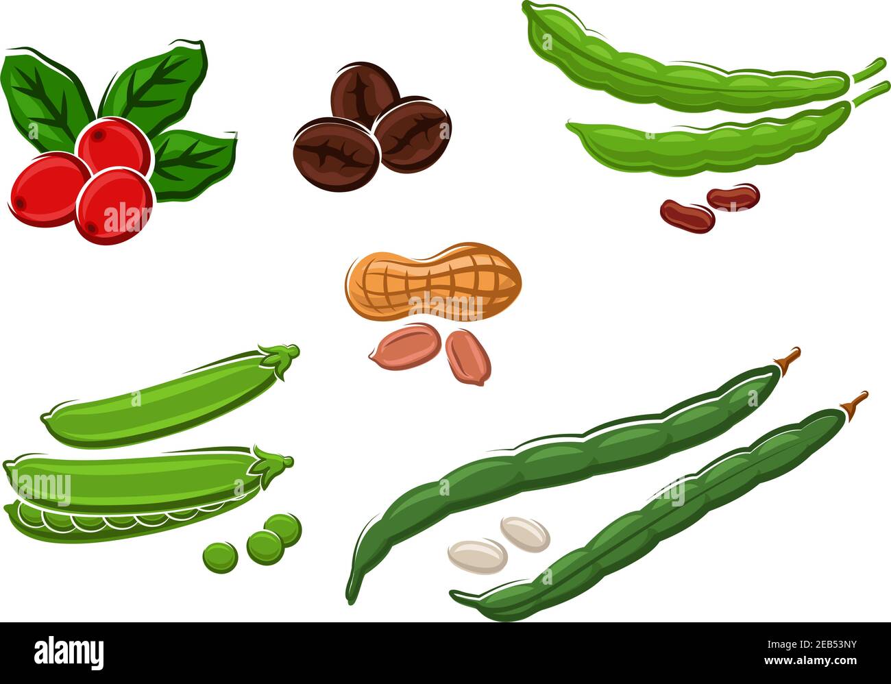 Assorted fresh legumes with peas, runner and kidney beans, peanuts in their pods and coffee