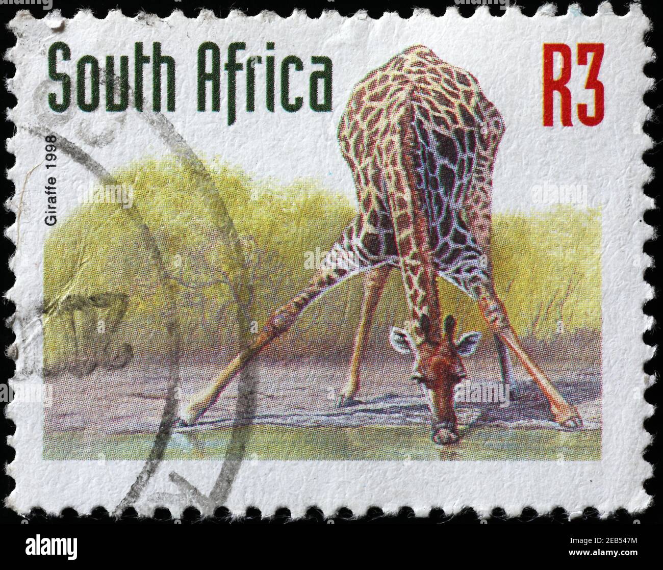 Giraffe drinking on south african postage stamp Stock Photo