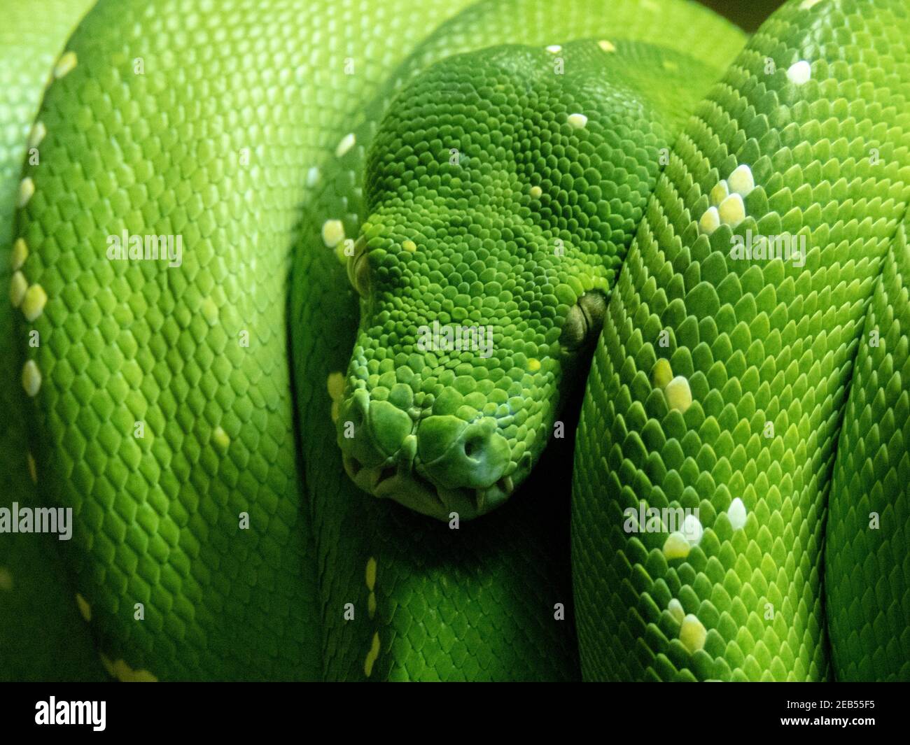 Green Python wrapped around a branch. Stock Photo