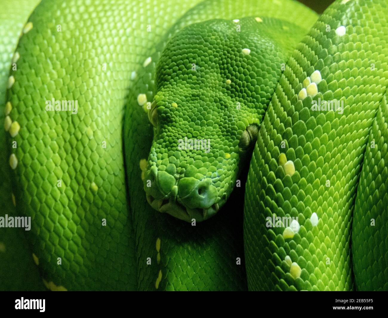 Green Python wrapped around a branch Stock Photo - Alamy