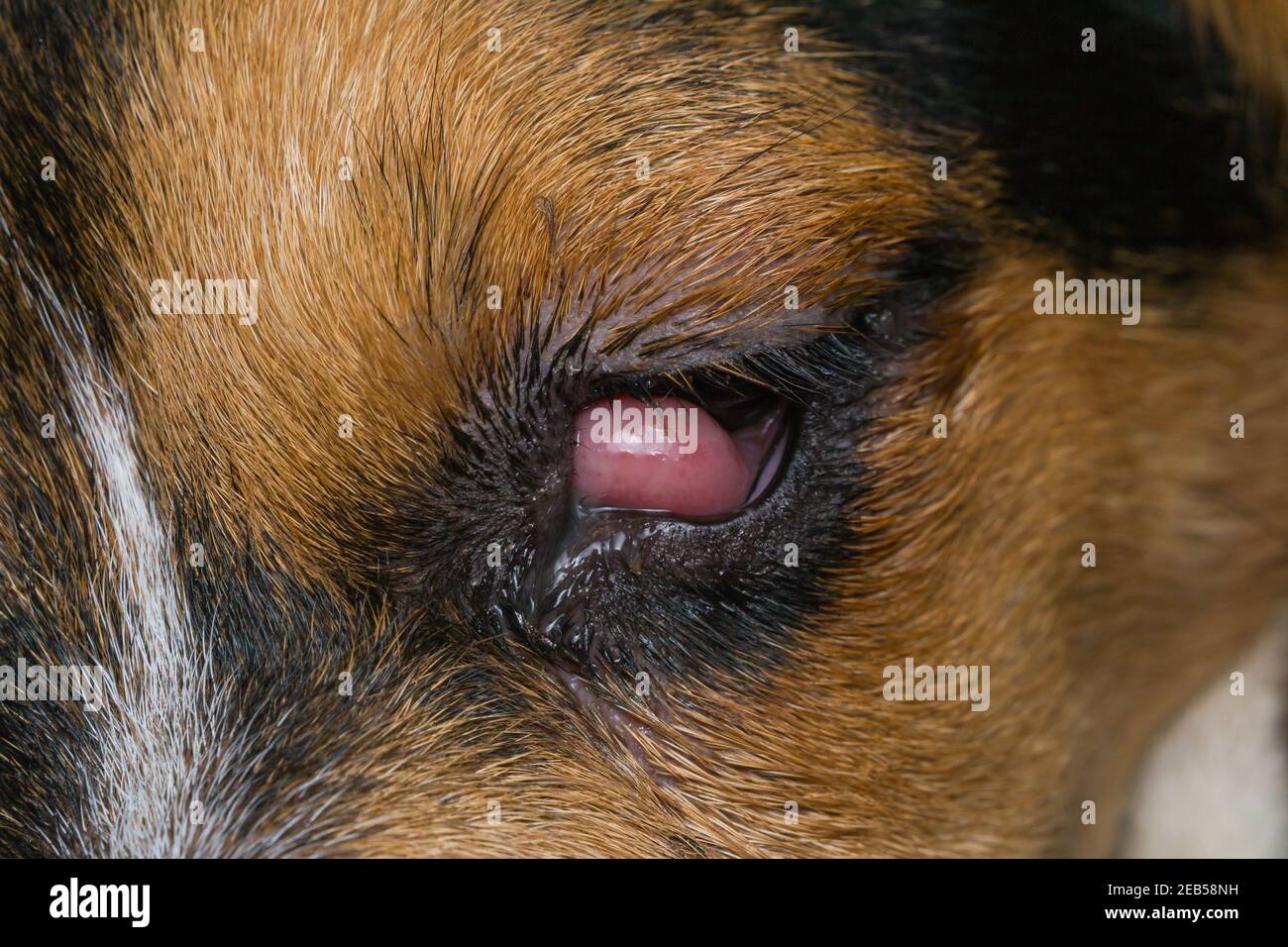 Page 3 - Dog Eye Surgery High Resolution Stock Photography and Images -  Alamy