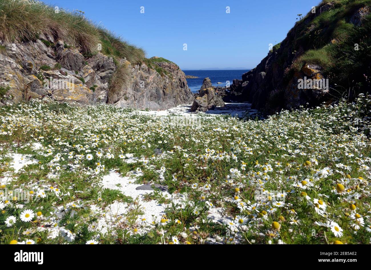 Wild Ox-eye daisies, leucanthemum vulgare, on a deserted  island off the west coast of Scotland Stock Photo
