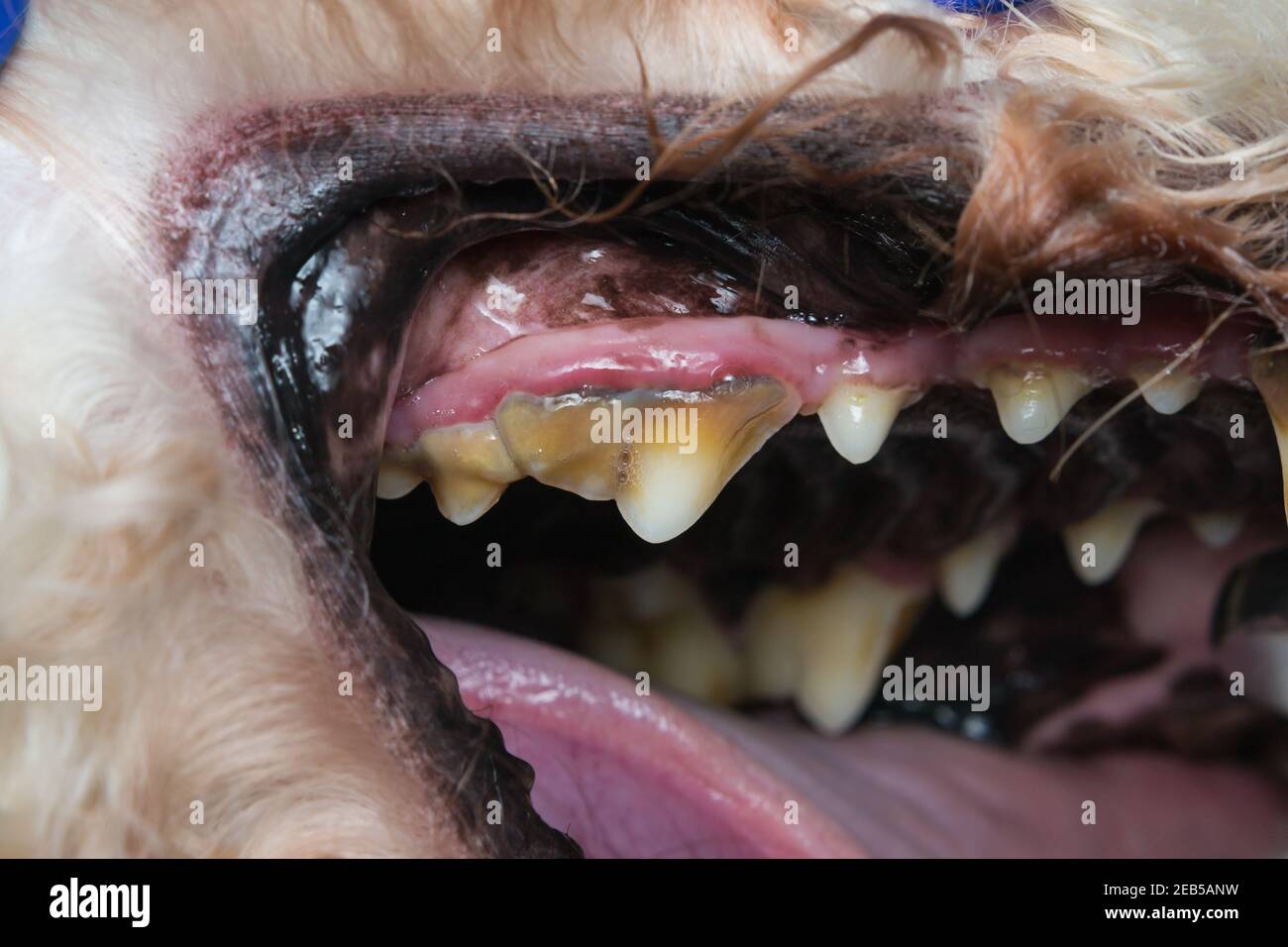 closeup photo of a dog teeth with tartar or bacterial plaque Stock